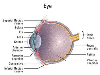 eye_anatomy